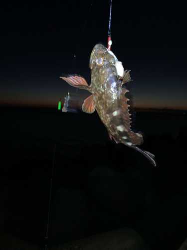 カサゴの釣果