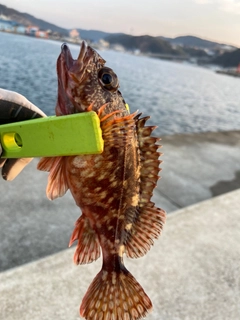 アラカブの釣果