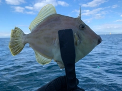 カワハギの釣果