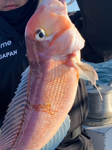 アマダイの釣果