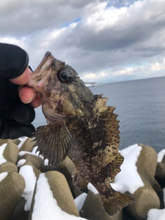 ヨロイメバルの釣果