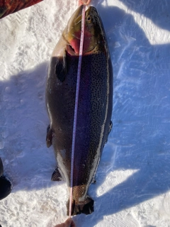 ニジマスの釣果