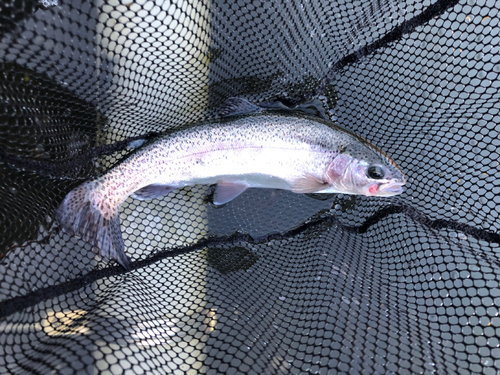 レインボートラウトの釣果