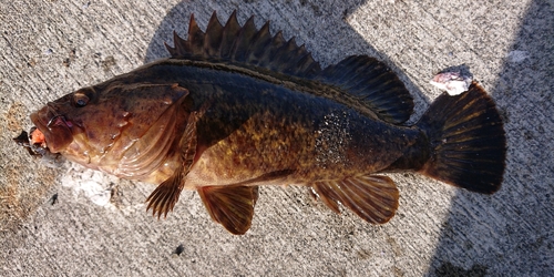 ソイの釣果