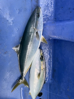 イナダの釣果