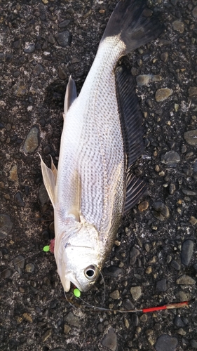 イシモチの釣果