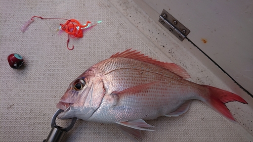 マダイの釣果