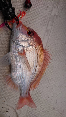 レンコダイの釣果