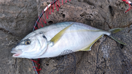 シマアジの釣果