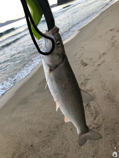 ウグイの釣果