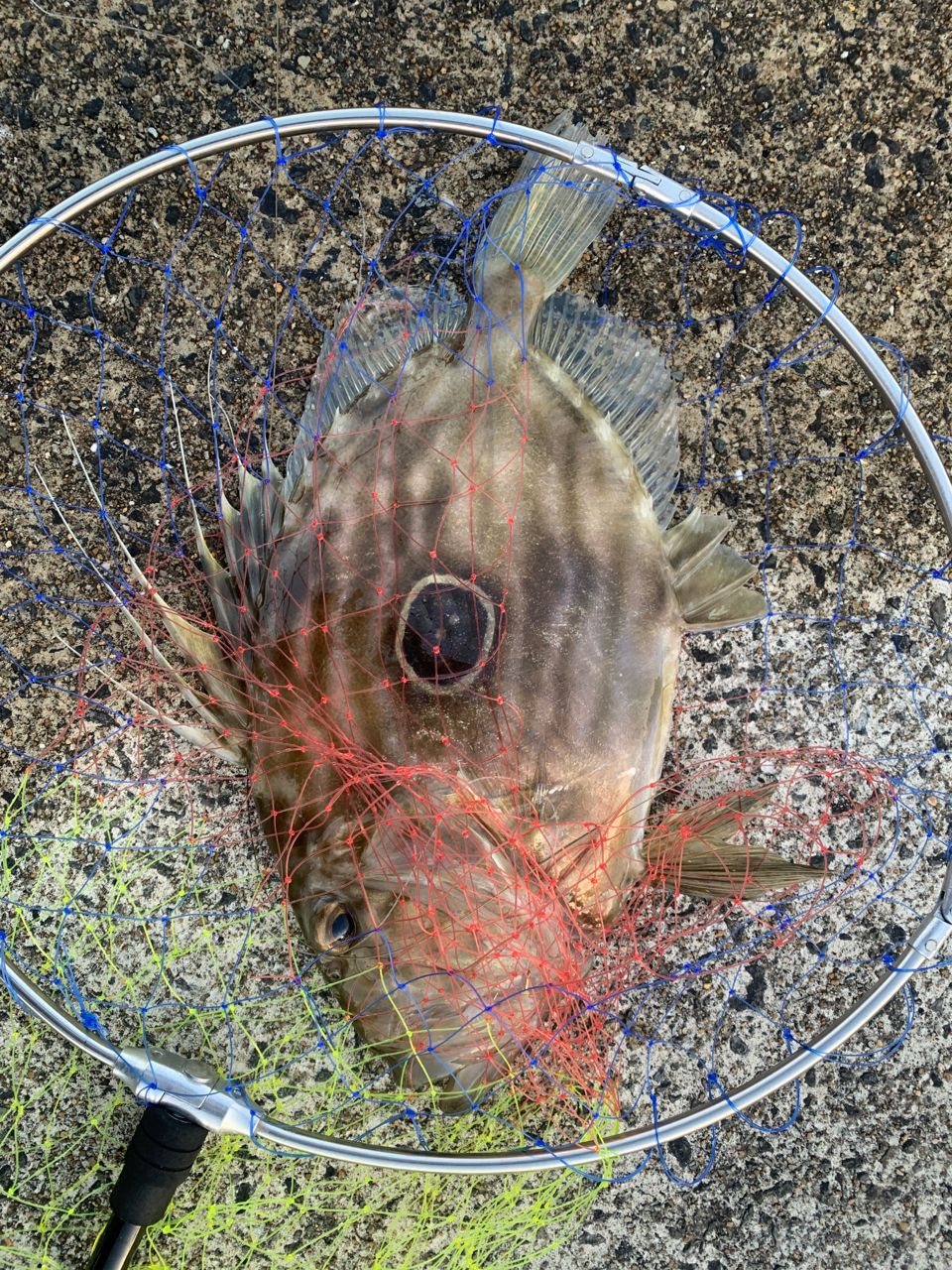 マトウダイ
