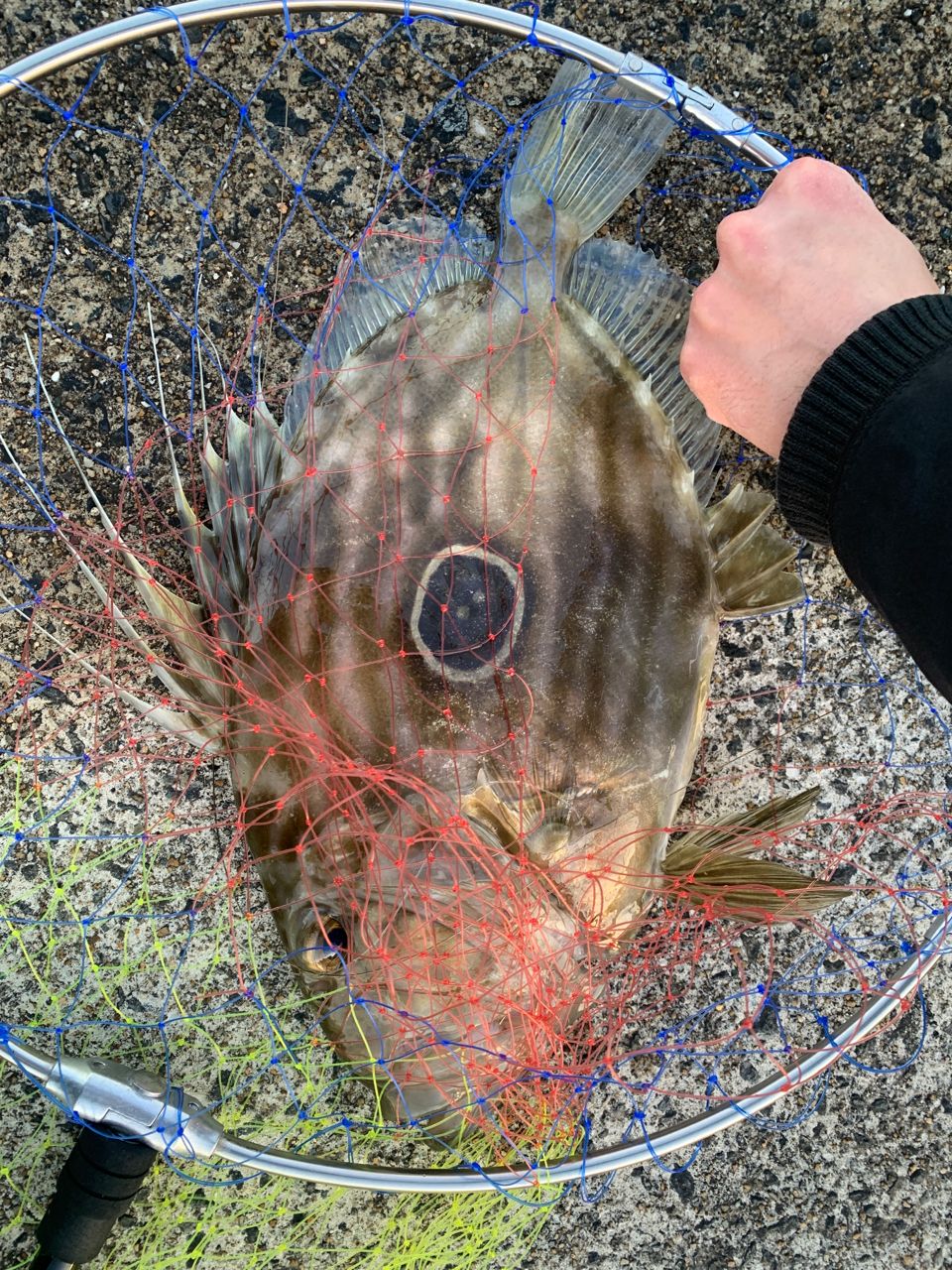 マトウダイ