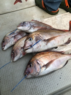 マダイの釣果