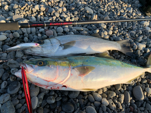 ハマチの釣果