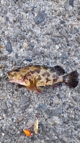 カサゴの釣果