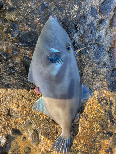 ウマヅラハギの釣果