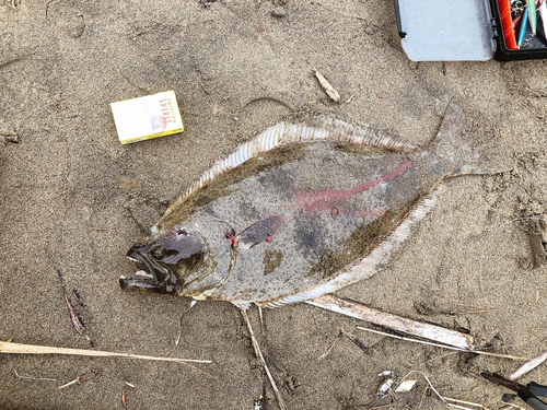 ヒラメの釣果