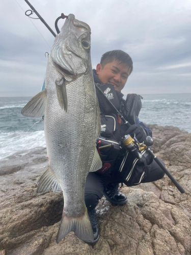 ヒラスズキの釣果