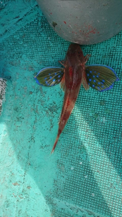 ホウボウの釣果