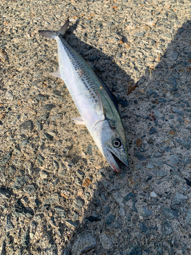 サゴシの釣果