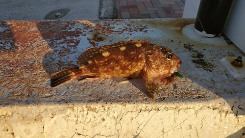 アラカブの釣果