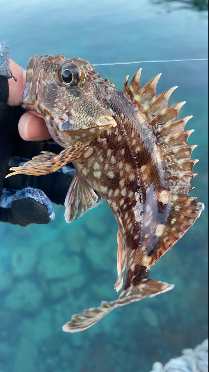 カサゴ