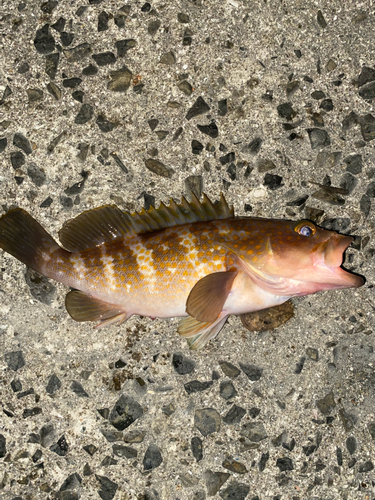 アコウの釣果