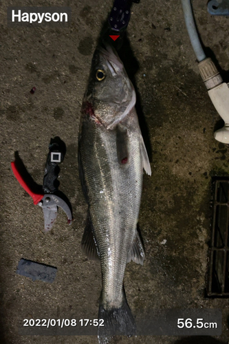 シーバスの釣果