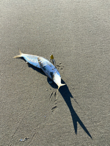 コノシロの釣果