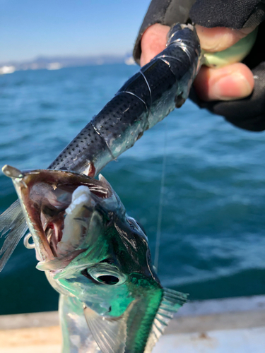 タチウオの釣果