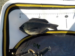 クチブトグレの釣果