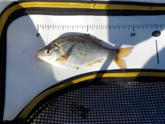 ウミタナゴの釣果