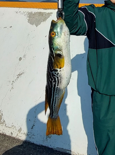 シマフグの釣果