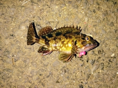 カサゴの釣果