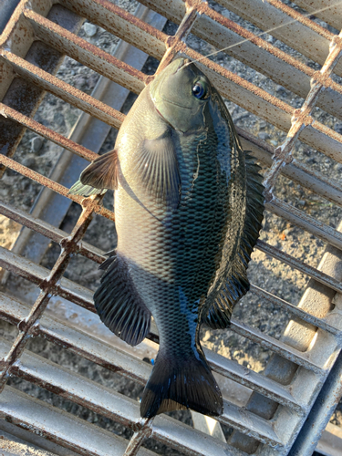 メジナの釣果