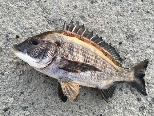 クロダイの釣果