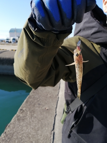 ハゼの釣果