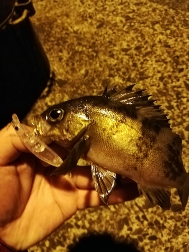 メバルの釣果