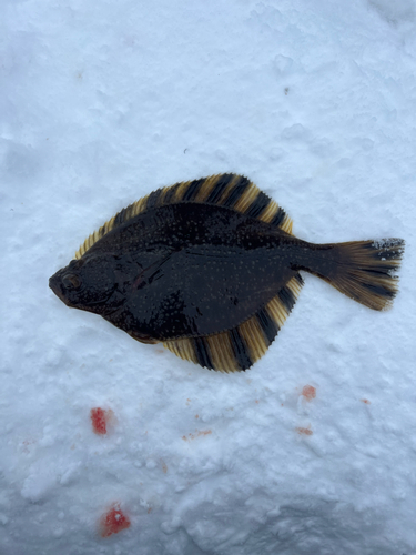 カワガレイの釣果