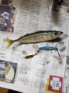 サバの釣果