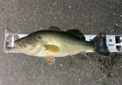 ブラックバスの釣果