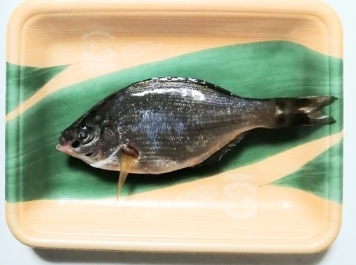 ウミタナゴの釣果