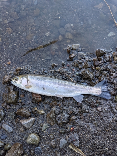 ニジマスの釣果