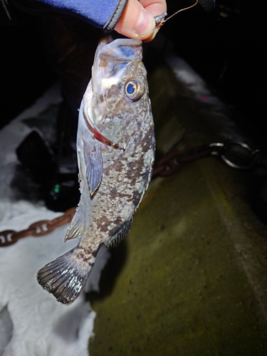 クロソイの釣果