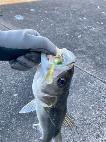 セイゴ（マルスズキ）の釣果