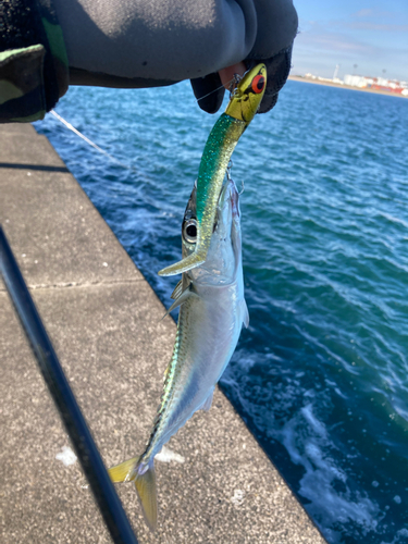 サバの釣果