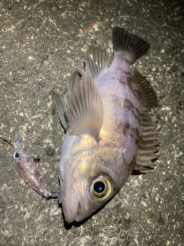 メバルの釣果