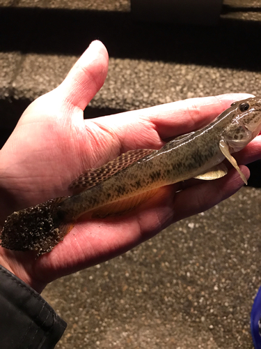 マハゼの釣果