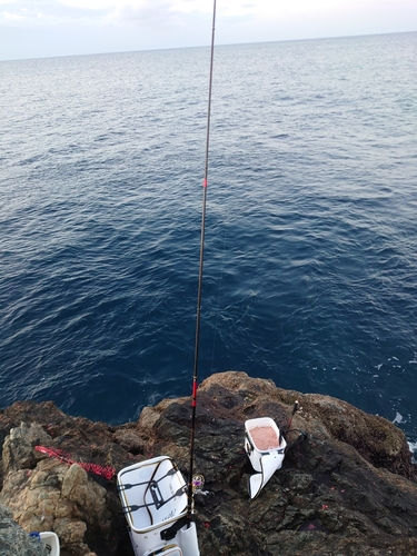 メジナの釣果