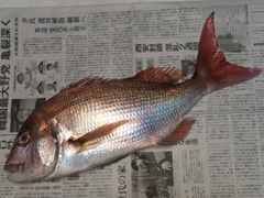 マダイの釣果